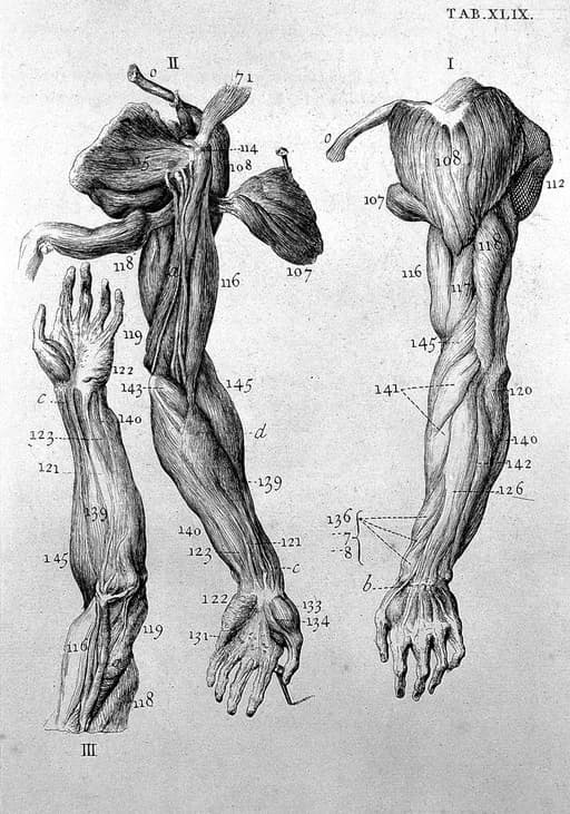 William Cowper - Myotomia reformata, by William Cowper