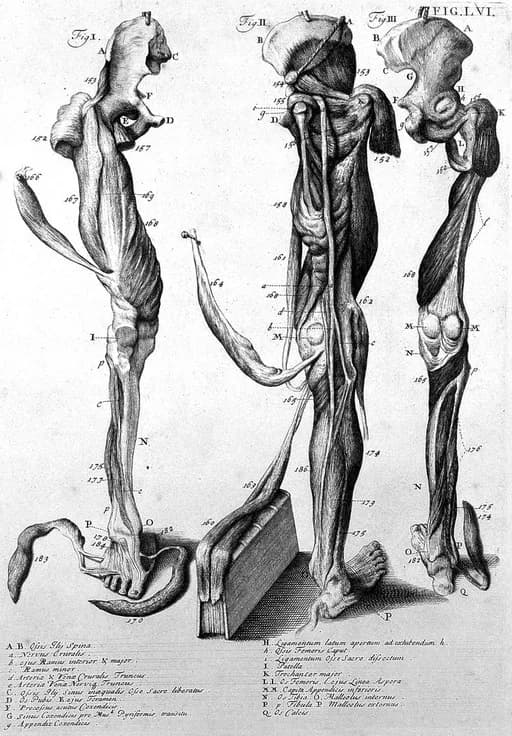 William Cowper - Myotomia reformata, by William Cowper