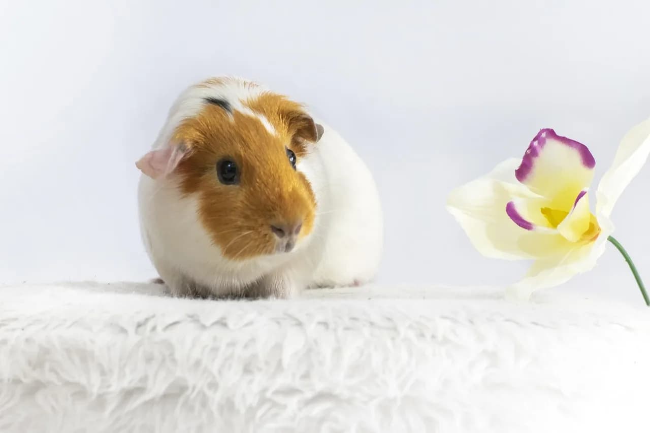 Mike Starr — animal, nature, guinea pig, rodent, cute, mascot, hairy, mike