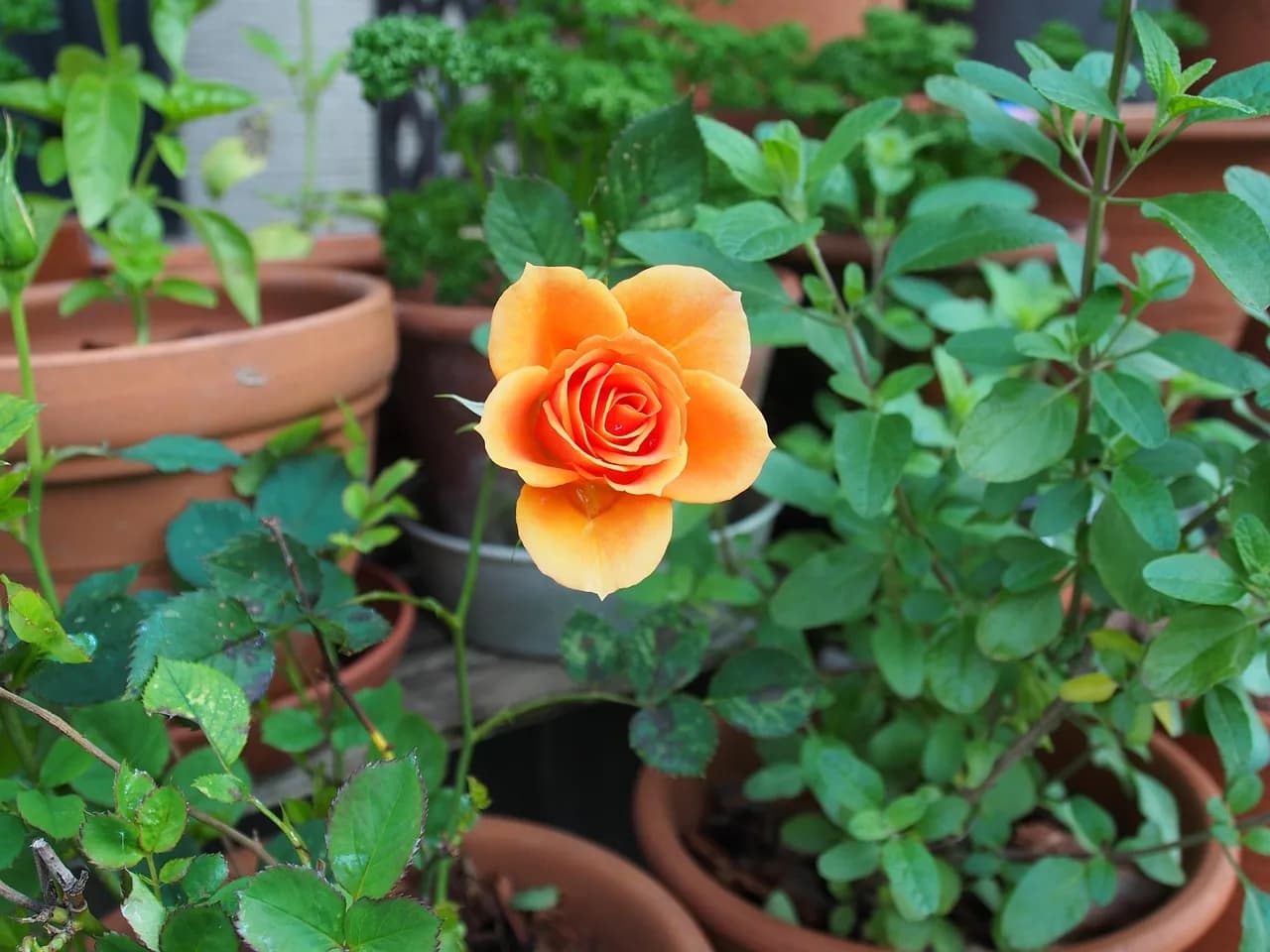 Huang Xianfan — rose, rose flower, huang