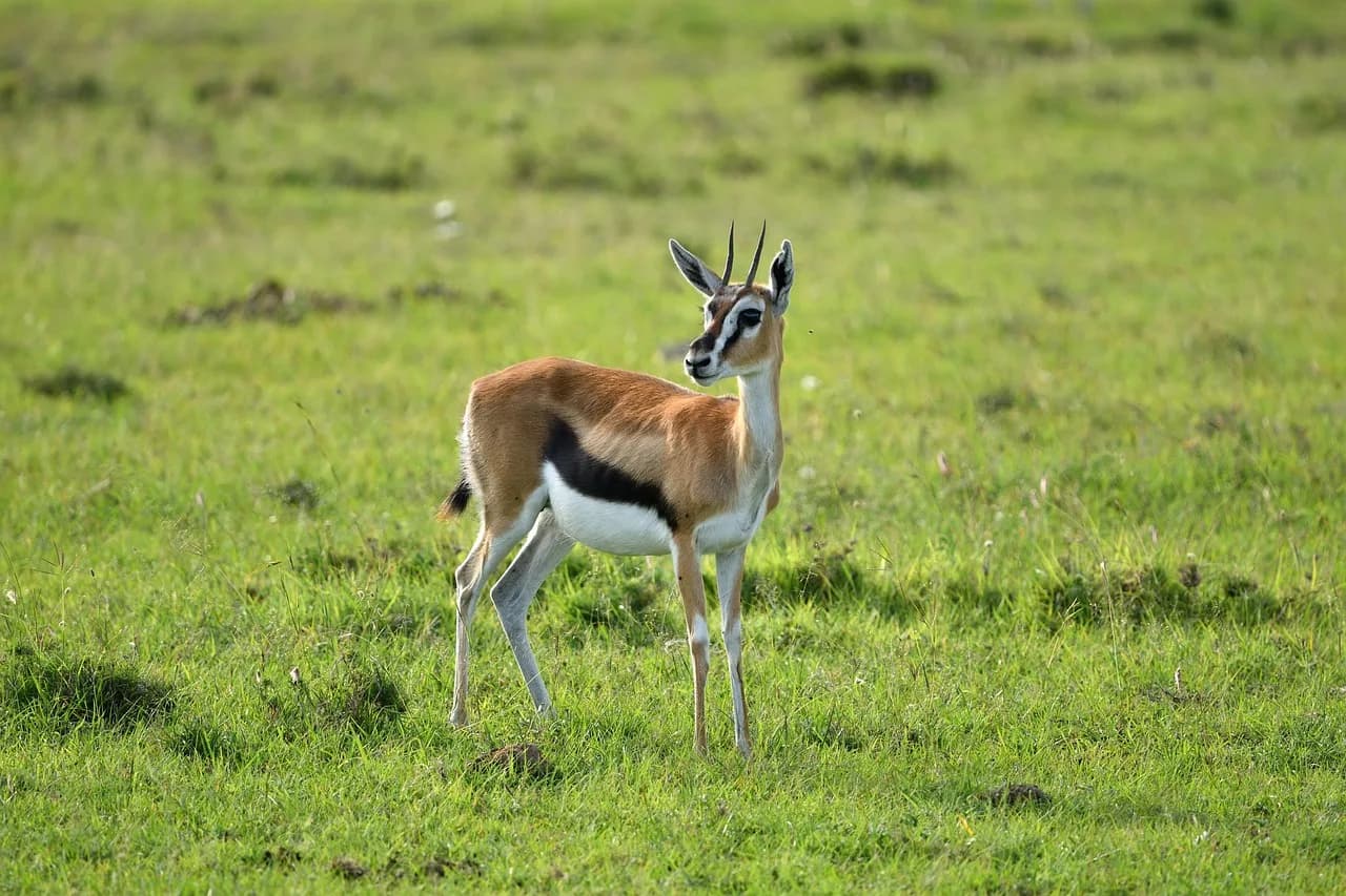 George Paget Thomson — thomson's gazelle, animal, masai mara, africa, wildlife, mammal, nature, gazelle, gazella thomsonii