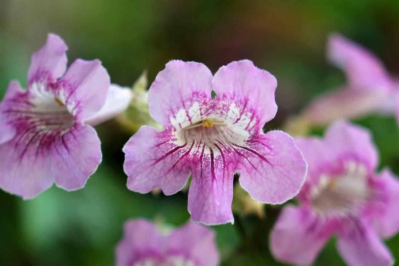 Yun Hyon-seok — flower, ziyun flowers, purple yun vine, flower wallpaper, beautiful flowers, flower background, nature, pink