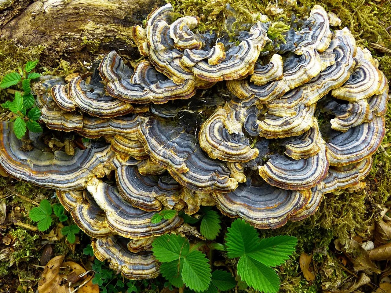 Yun Hyon-seok — mushroom, tree mushroom, vegetation, butterfly tramete, trametes versicolor, colorful tramete, butterfly sporling, wood-dwelling, mushroom type, stem porlet relative, yun zhi, coriolus versicolor, unfit for human consumption, trametes versicolor, trametes versicolor, trametes versicolor, trametes versicolor, trametes versicolor, coriolus versicolor, coriolus versicolor, coriolus versicolor, coriolus versicolor