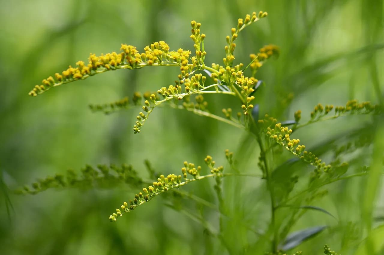 Heinrich Rohrer — giant goldenrod, goldenrod, solidago gigantea, proud heinrich, yellow flowers, inflorescence, nature, flora, garden, goldenrod, goldenrod, goldenrod, goldenrod, goldenrod