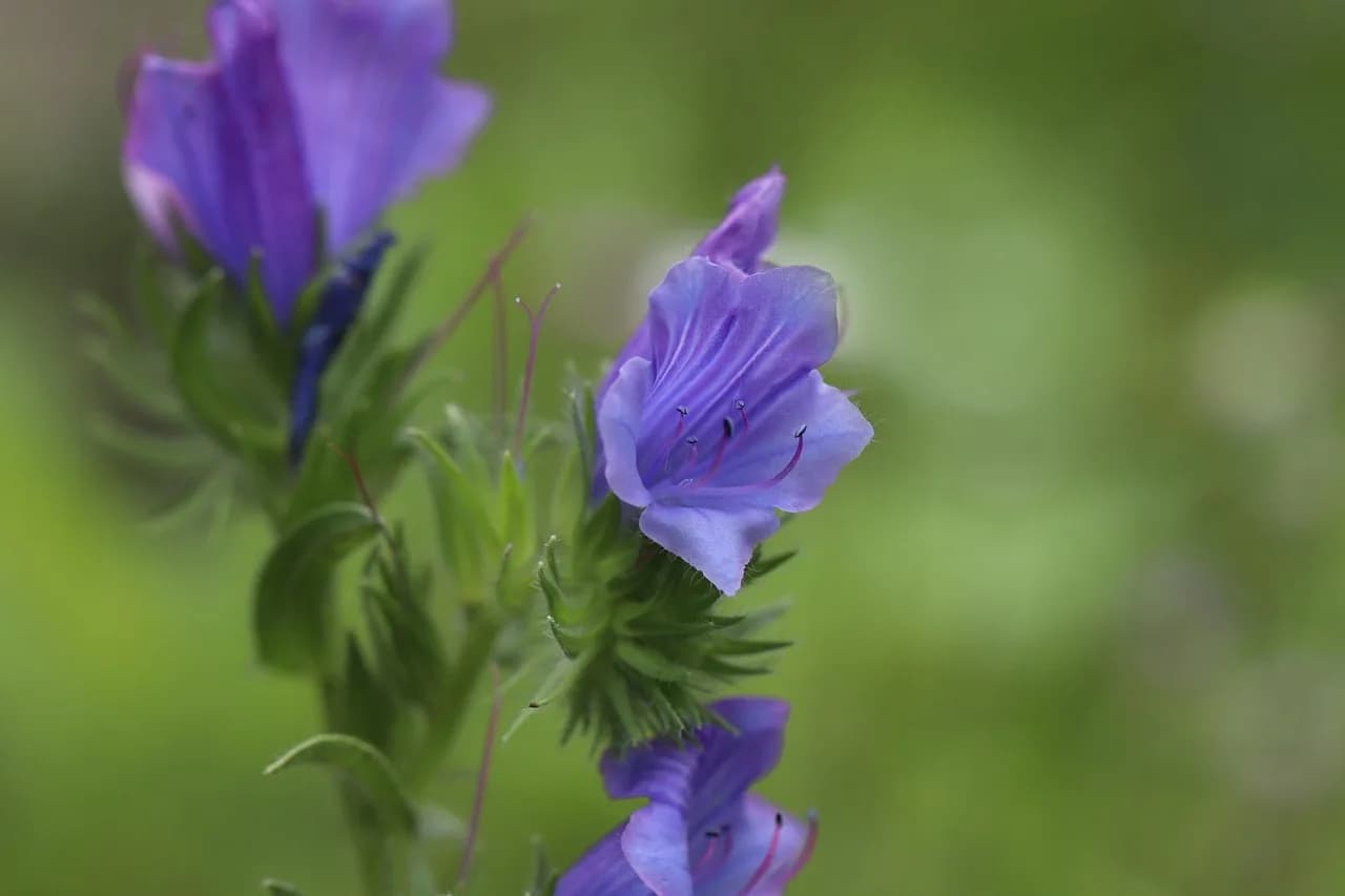 Heinrich Rohrer — snake head, common snake head, echium vulgare, blue heinrich, blue flowers, wildflowers, nature, close up