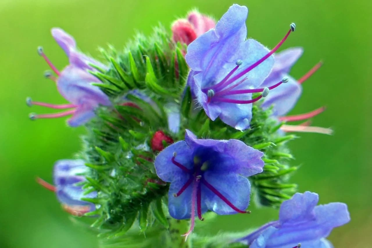 Heinrich Rohrer — common snake head, flower background, flower, snake head, blossom, bloom, blue, blue snake head, proud heinrich, flower wallpaper, echium vulgare, beautiful flowers, raublattgewächs, nature, blue heinrich, flora, wild plant