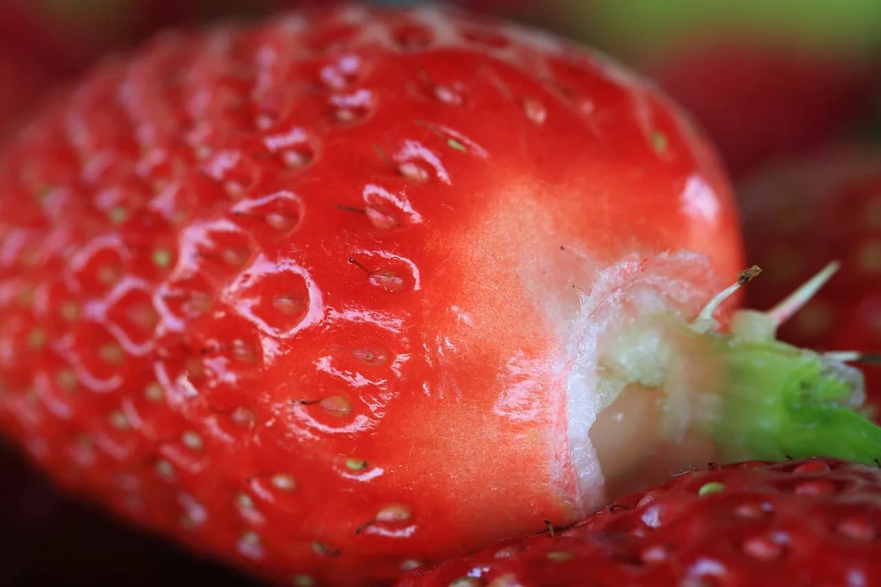 Ragnar Frisch — erdbeere, obst, lebensmittel, beere, bio, frisch, ernte, gesund, produce, reif, vitamins