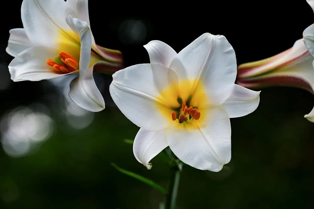 David J. Thouless — david-lily, lily, white, blossoms, lilium davidii, plant, liliaceae, bloom, botanical, botany, decorative, nature, flora, petals