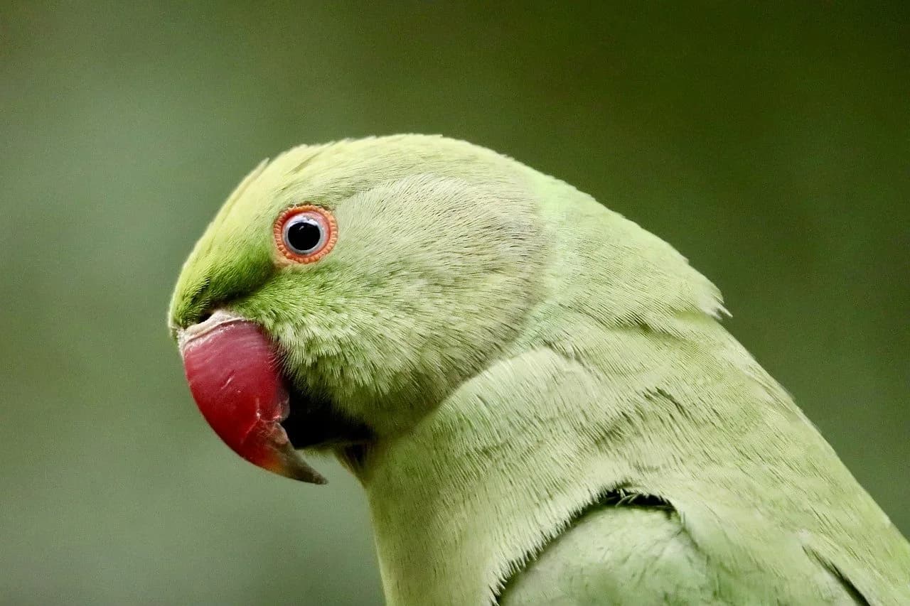 Karl Alexander Müller — ring-necked parakeet, parakeet, parrot, alexander parakeet, bird, feathers, nature, plumage, beak, wildlife
