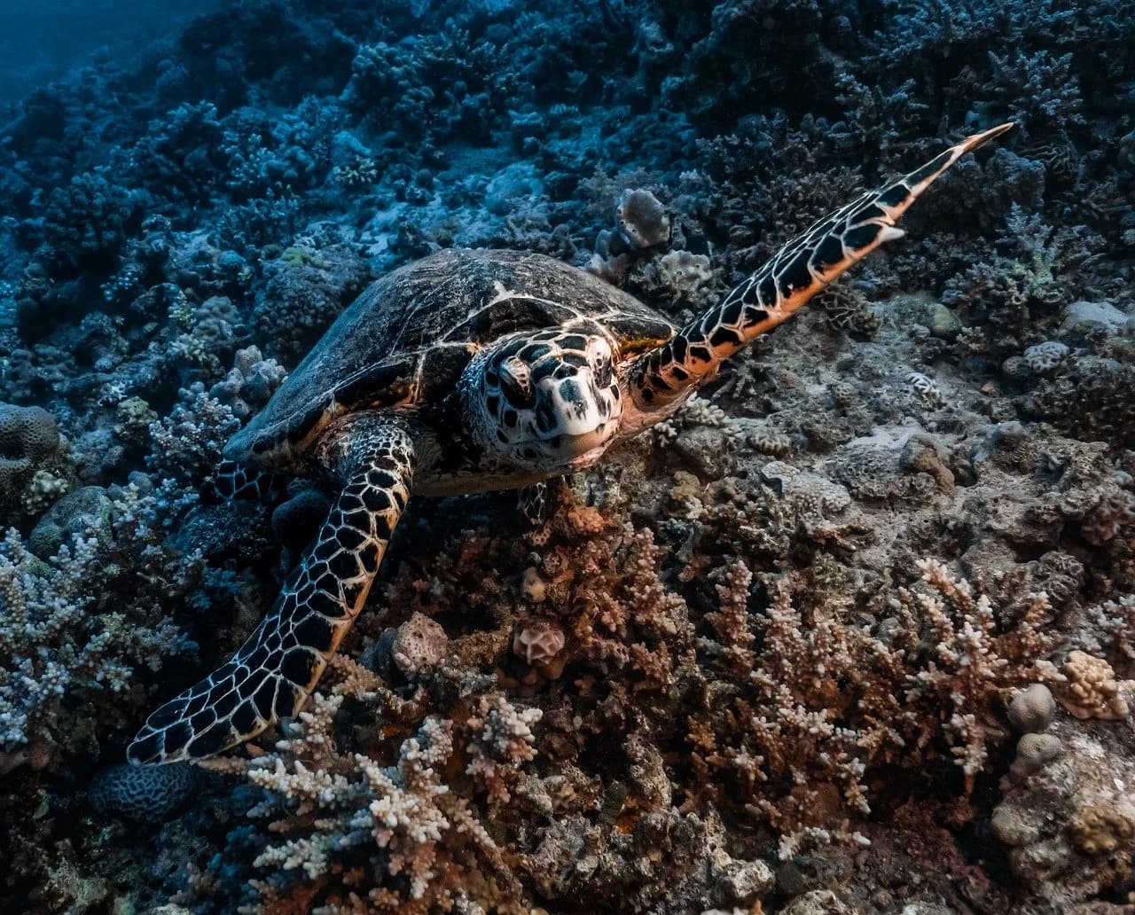 Mohammed Omar — turtle, nature, red sea, reef, ras mohammed, egypt, underwater, wildlife, animal