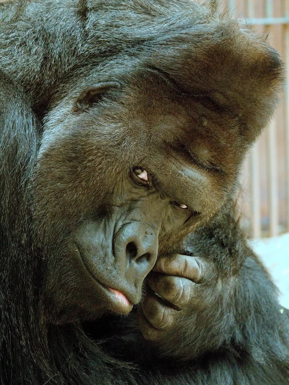 Richard E. Taylor — richard, gorilla, animal, portrait, view, leader, primate, the dominant, nature, thought, richard, richard, richard, richard, richard, leader, leader