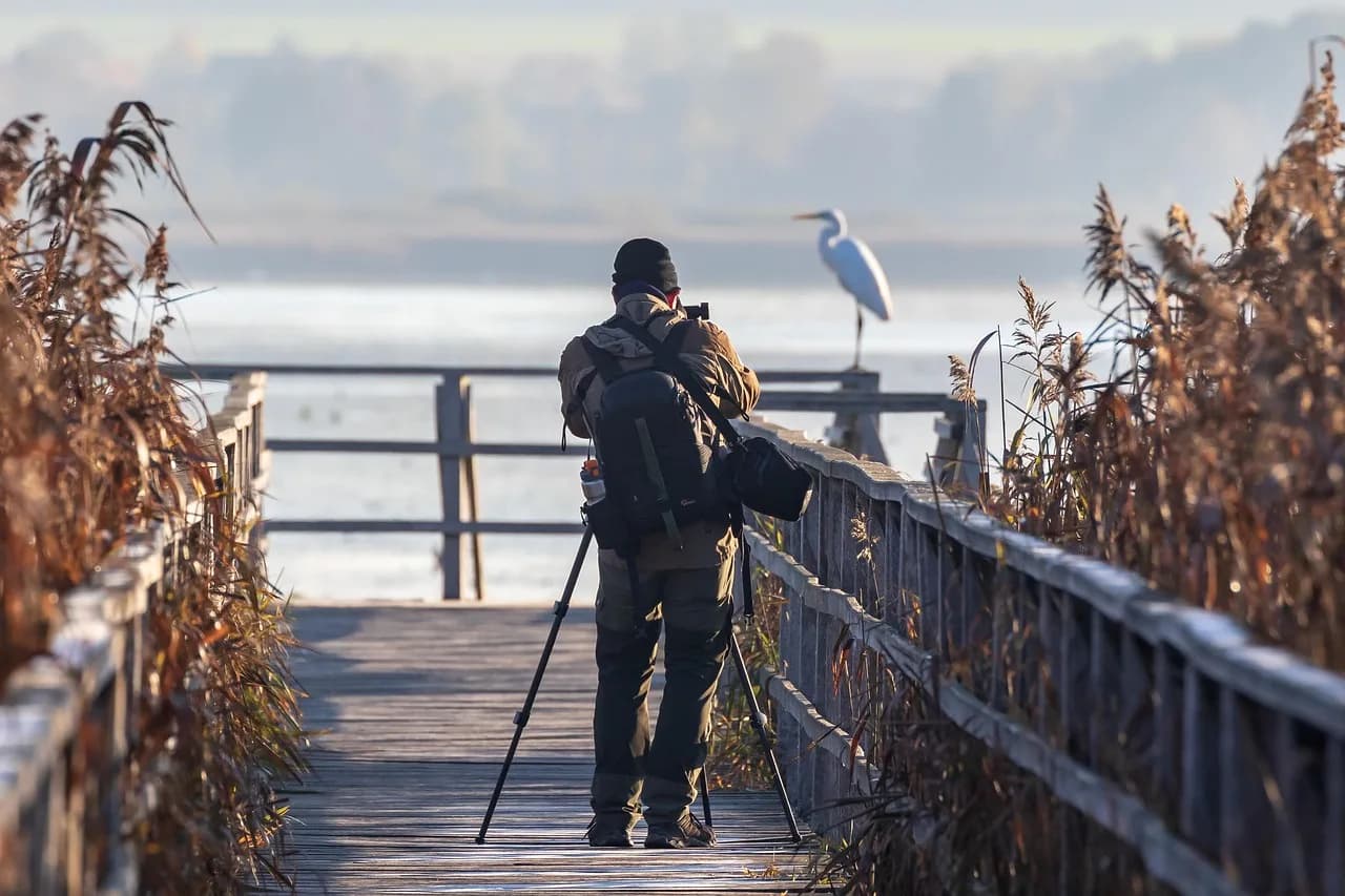 Lamonte McLemore — bird, heron, great egret, moor, boardwalk, photographer, nature photographer, nature, landscape, nature reserve, fall, quiet, photographer, photographer, photographer, photographer, photographer