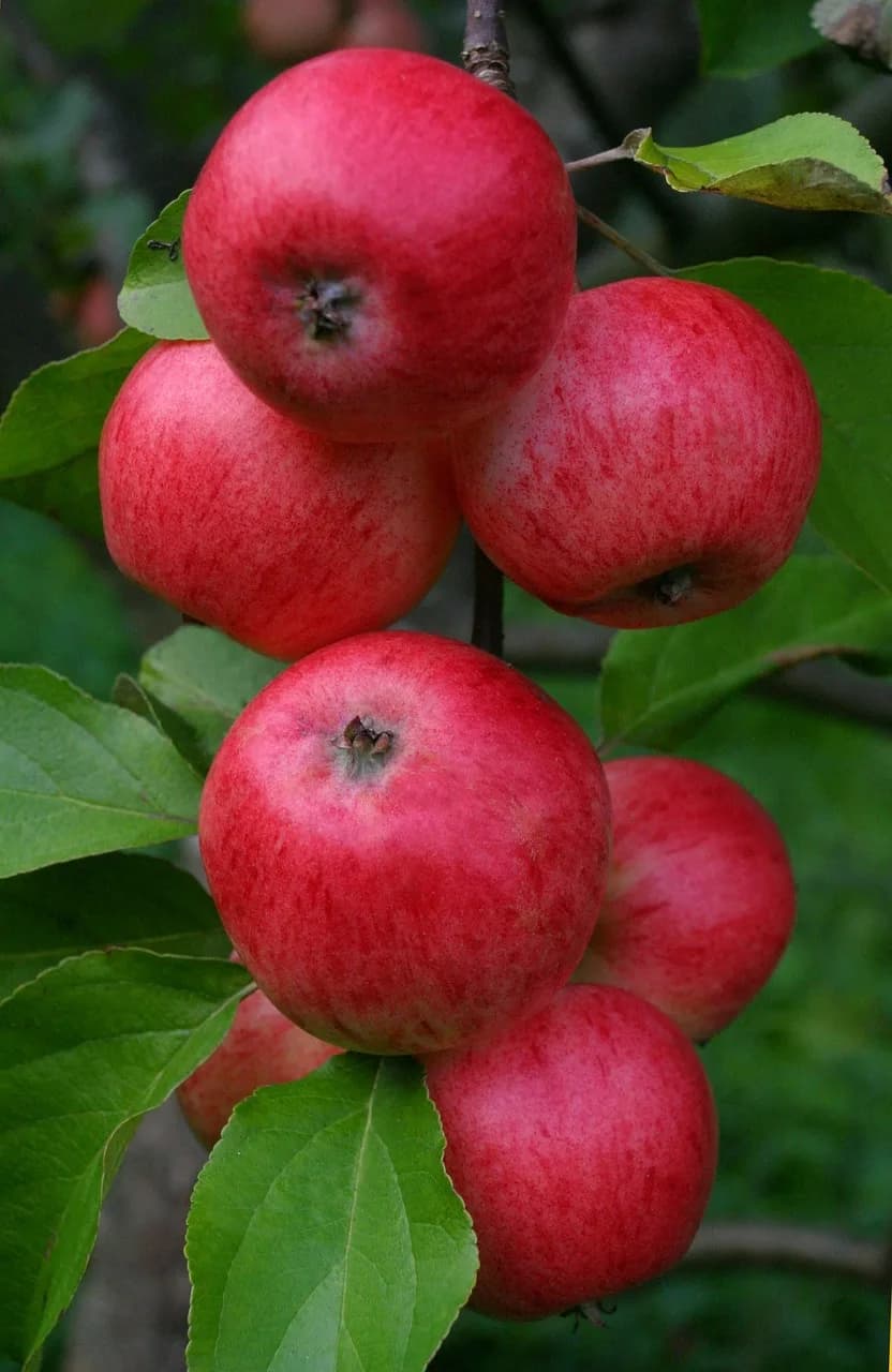 Dash Crofts — apple, summer apple, entertainment, korpela's croft, winter-resistant, early variety