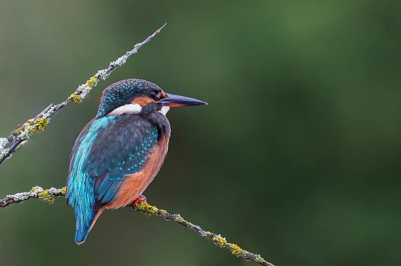 Doris F. Fisher — martin fisher, bird, perched bird, small bird, feathers, plumage, ave, avian, ornithology, animal world, bird watching, close up, bokeh, nature, beak, fauna, bird, bird, bird, bird, bird, bokeh, bokeh
