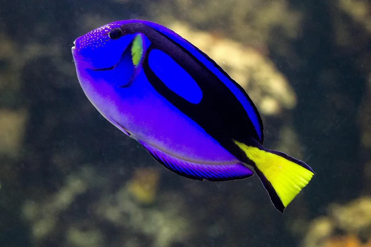 Doris F. Fisher — fishes, marine fish, blue, coral fish, dori, fishes, fishes, fishes, fishes, fishes, coral fish