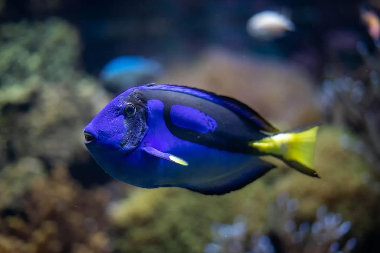 Doris F. Fisher — aquarium, fish, blue tang, dori, sea, ocean, marine, species, nature, underwater, fins