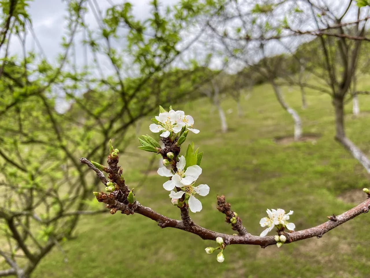 Lee Sun-kyun — spring, nature, lee flowers, white, green, lee park, white flower