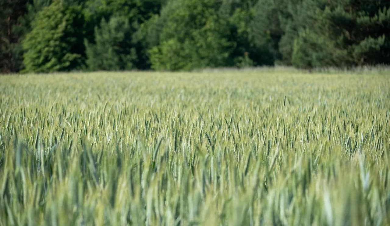 Ian Murdock — cereal, farmers, ian, rural, field
