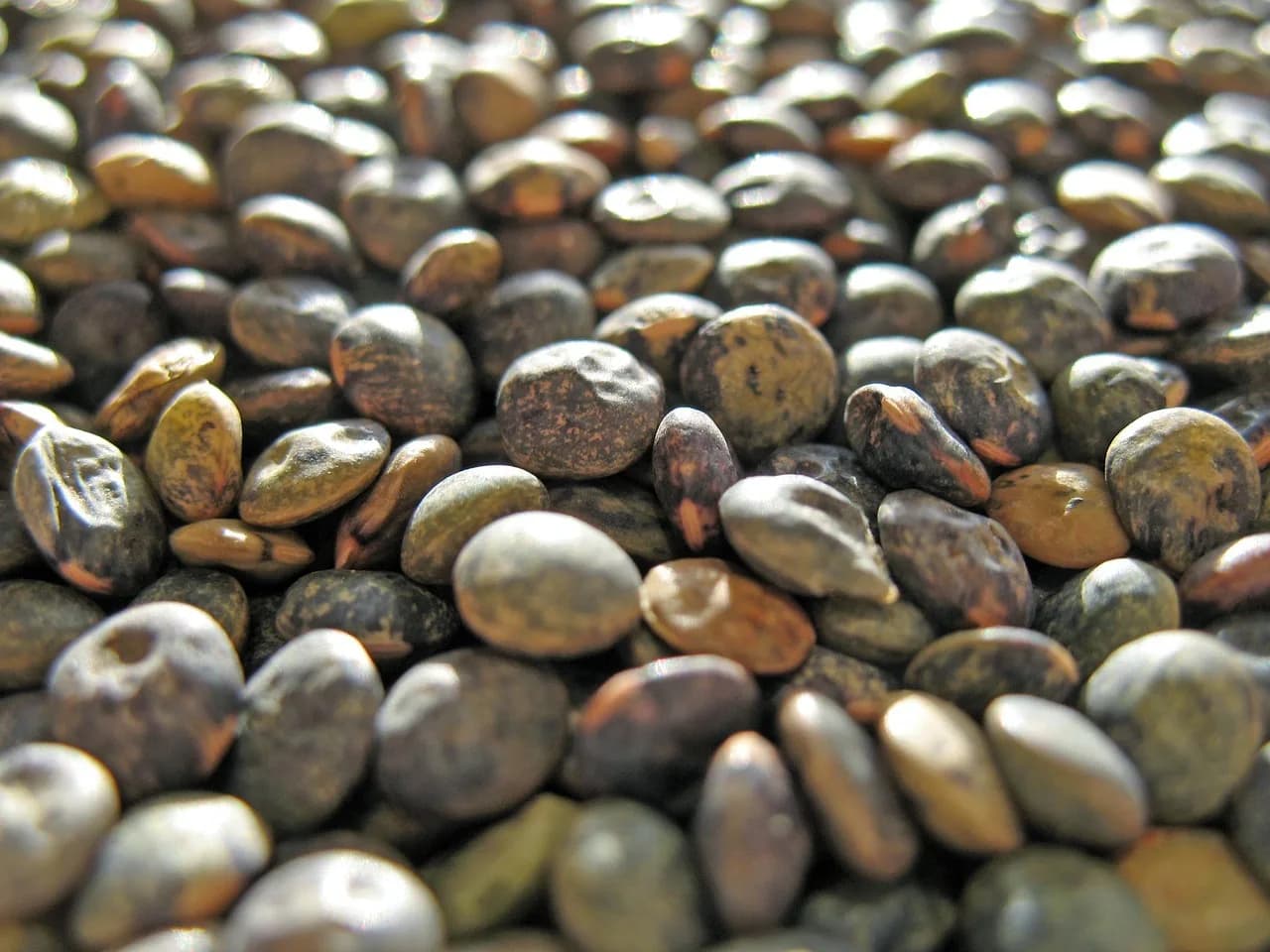 Erving Goffman — lenses, legumes, erve, lens culinaris, ingredient, cook, meal, food, edible, kernels