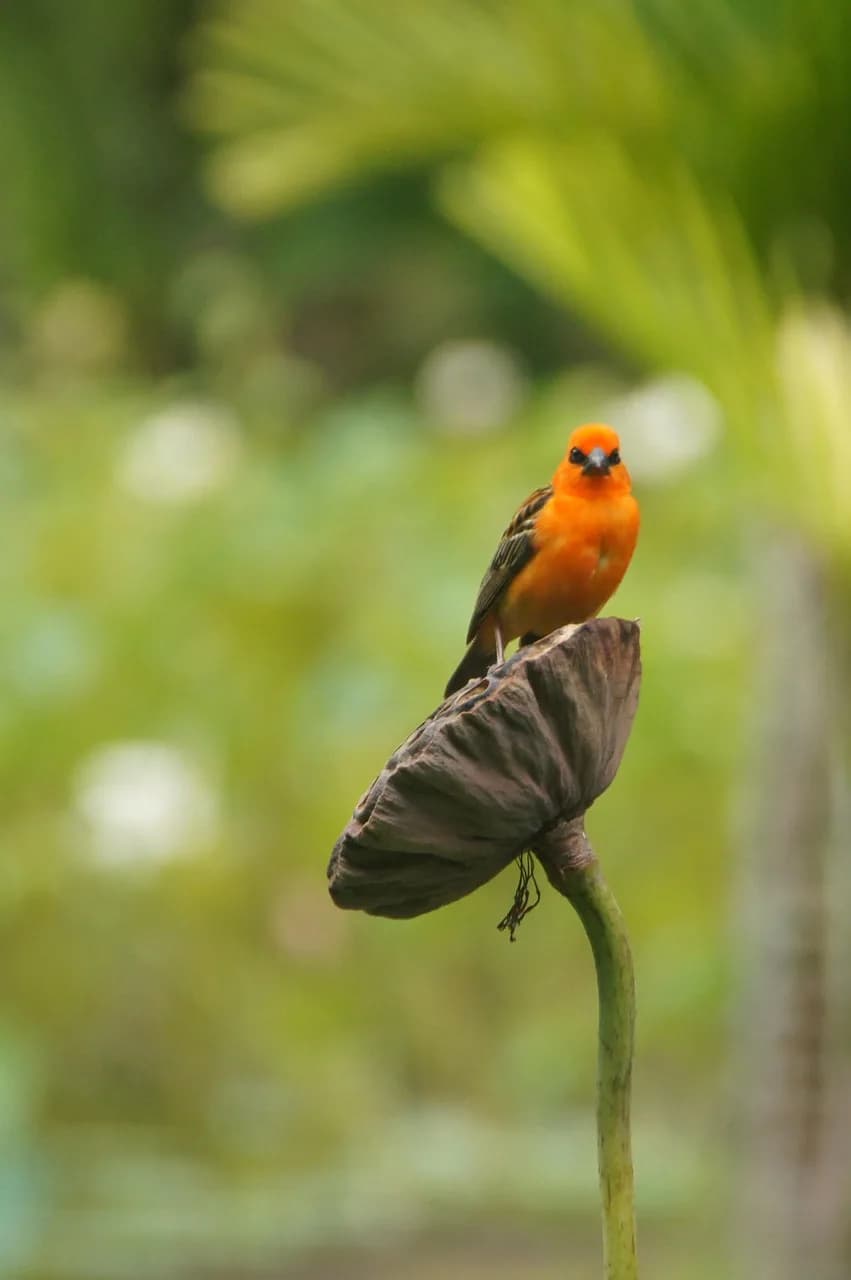Maurice Merleau-Ponty — bird, ile-maurice, nature, garden
