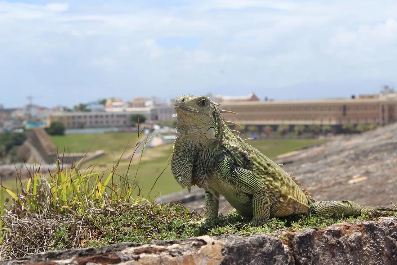 Juan Rulfo — san juan, puerto rico, iguana, puerto rico, puerto rico, puerto rico, puerto rico, puerto rico