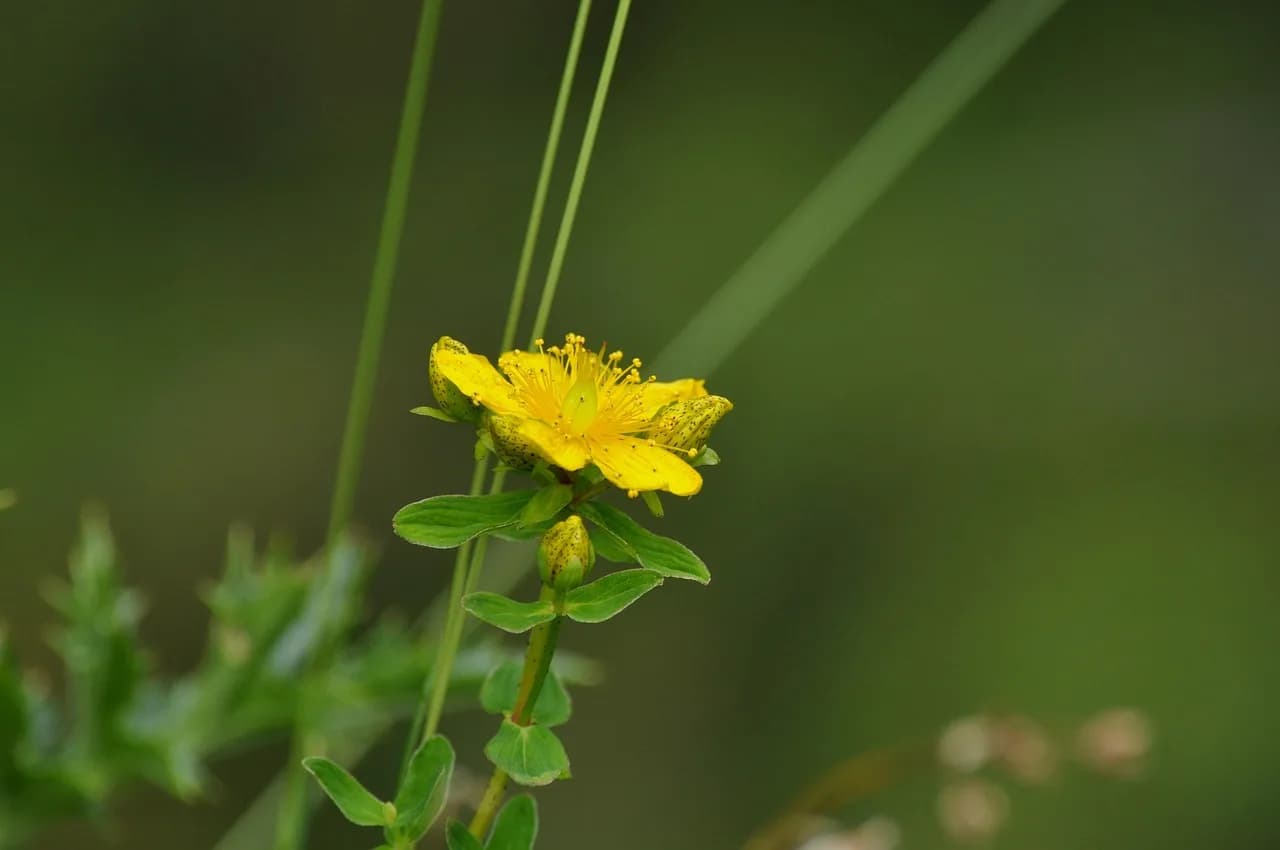 John Pople — spotted st john's wort, hypericum maculatum, johannis herbs, edges-st john's wort, hypericum, st john's wort plant, blossom, bloom, yellow