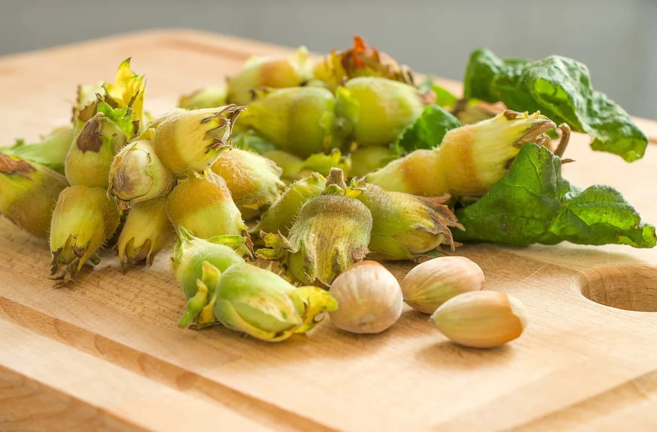 Odd Hassel — autumn, høst, hassel, hasselnøtt, hazel, hams, nuts, vrihassel