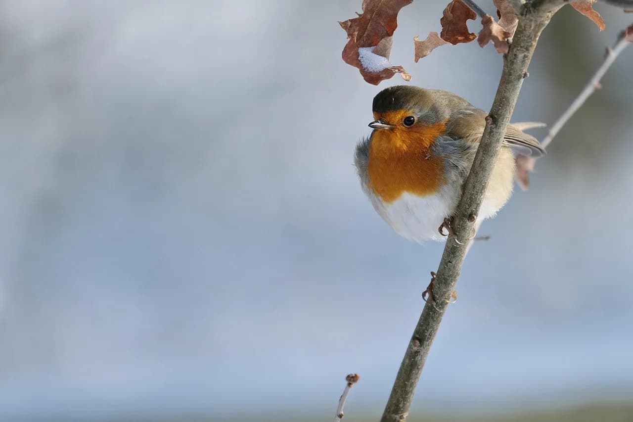 Robin Warren — robin, bird, branch, perched, animal, european robin, robin redbreast, wildlife, feathers, plumage, snow, winter, nature, birdwatching, closeup, robin, robin, robin, robin, robin, bird, bird, bird, bird, snow, winter, winter, winter, nature, nature