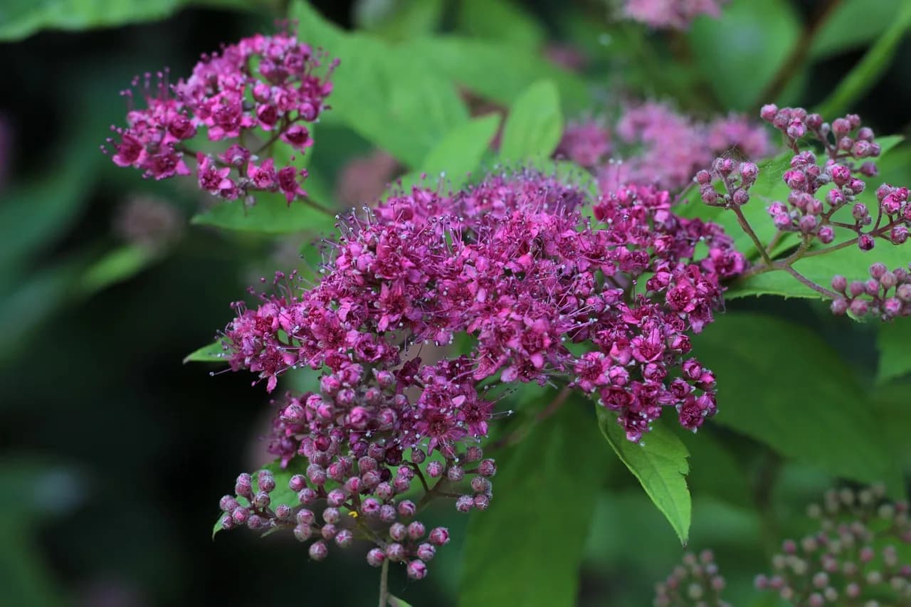 Anthony Minghella — spirea bumalda, and anthony waterer, spierstruik, nature, pink, kantbloemen, stamens, buttons, spring, beauty