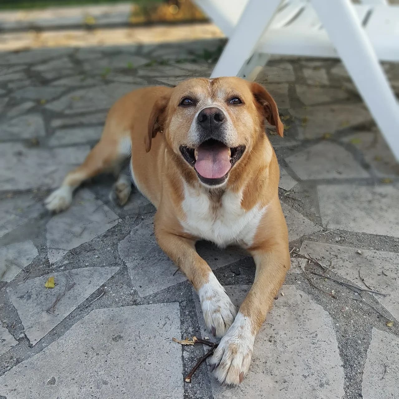 Kira Muratova — kira, animal, half blood, nature, pet, labrador, retriever, dog, summer, relax
