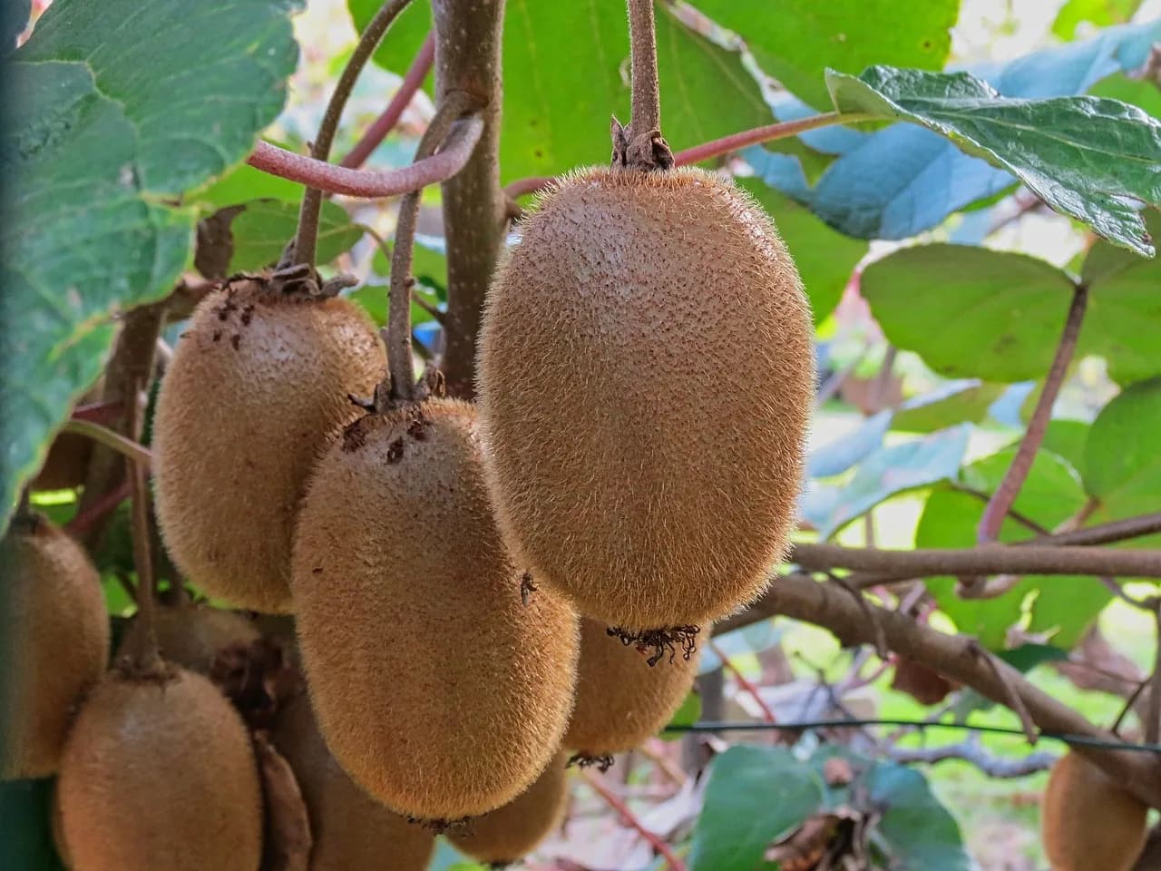 Rihei Sano — vitamin, fruit, kiwi, sano, mature, kiwi, kiwi, kiwi, kiwi, kiwi