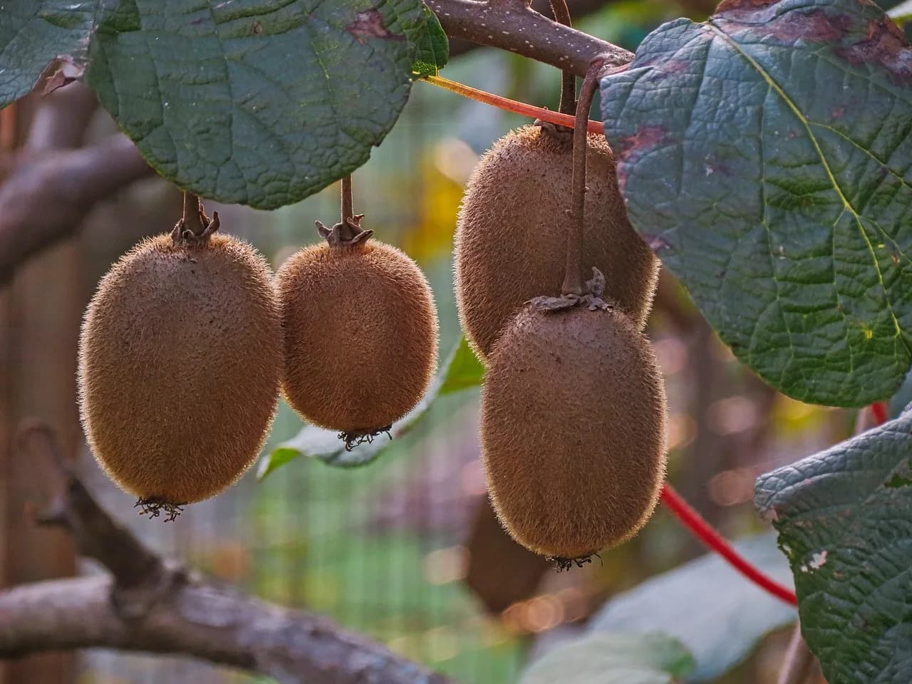 Rihei Sano — vitamin, fruit, kiwi, sano, mature, kiwi, kiwi, kiwi, kiwi, kiwi