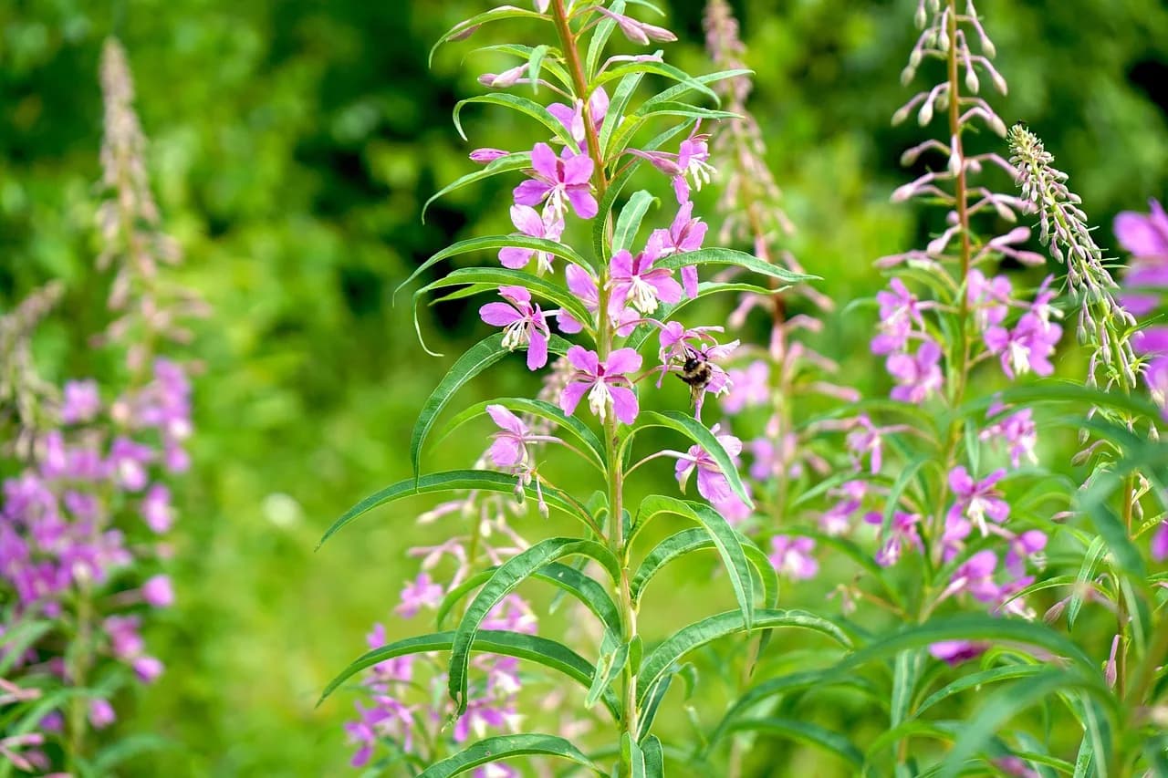 Ivan Illich — ivan-tea, flower background, flowers, plant, bee, bumblebee, flower wallpaper, insect, ivan chai, herbal, leaves, bloom, summer, beautiful flowers, nature