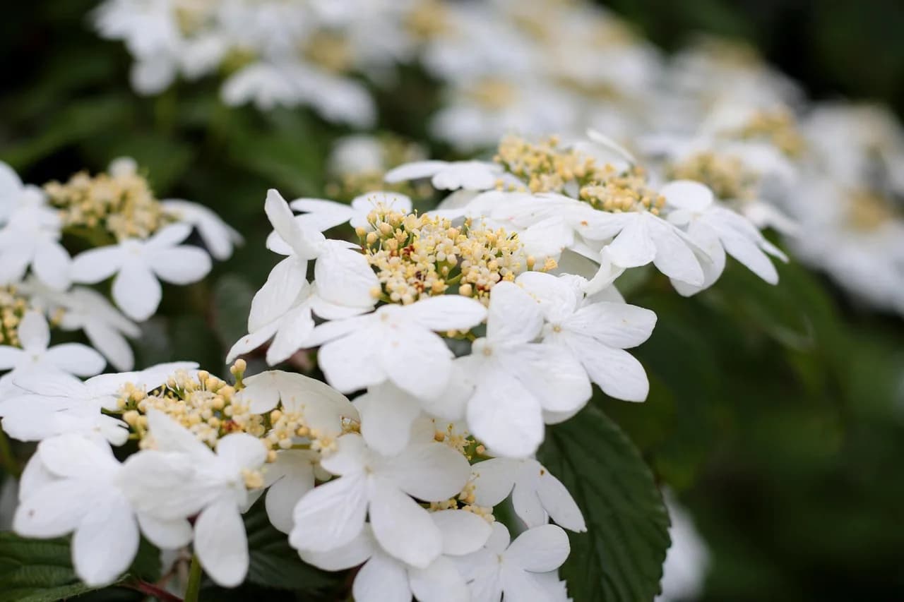 Masashi Watanabe — viburnum plicatum watanabe, nature, randbloemen, umbels, white, garden, shrub, spring flower, summer