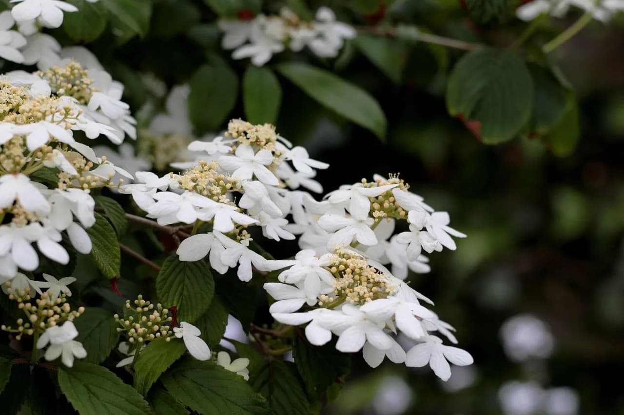 Masashi Watanabe — viburnum plicatum watanabe, flower background, japanese snowball, flowers, white, flower wallpaper, shrub, garden, nature, beautiful flowers, summer, bloom, randbloemen, bloemscherm