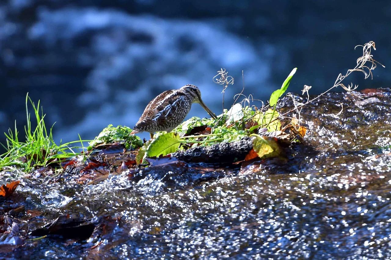 Daisuke Oku — waters, natural, outdoors, mosses, rock, off season, oku-nikko
