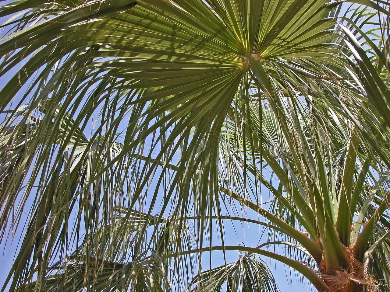 James Mirrlees — palm tree, nature, leaves, james
