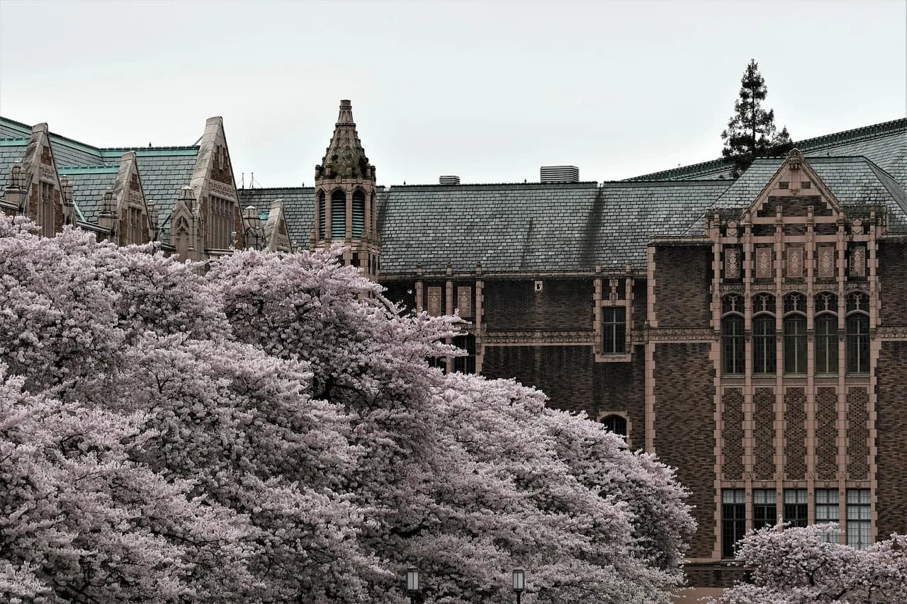 Ratko Janev — flowers, trees, university of washington, nature, nature photography, spring, field, beautiful flowers, beautiful, bloom, blossom, flower wallpaper, washington, flower background, cherry blossom, sakura