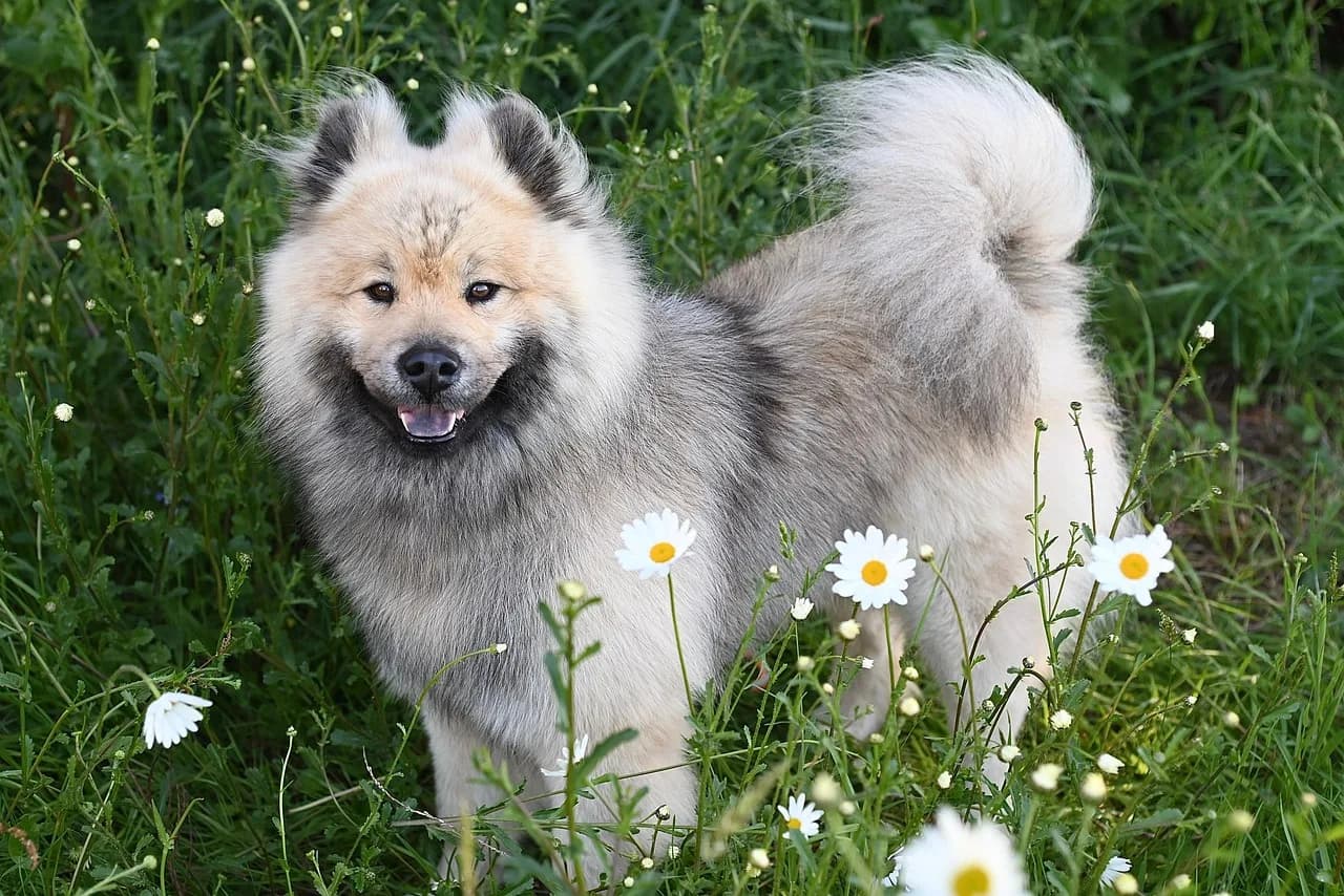 Olaf Stapledon — dog, eurasier dog, nature, eurasier stallion, companion, german eurasier breed, pet, canine, animal, eurasier olaf