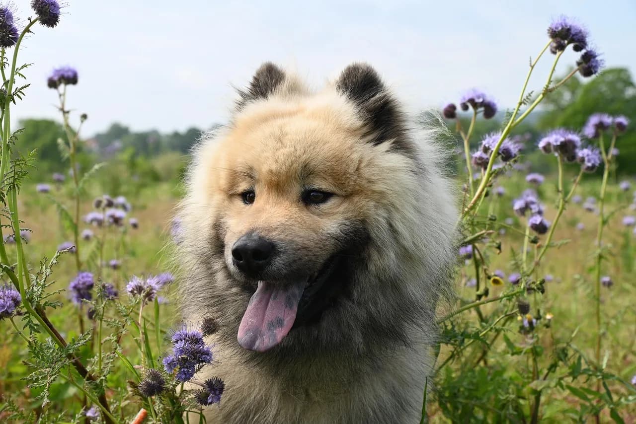 Olaf Stapledon — dog, canine, pet, friend, breed, animal, mammal, eurasier dog, eurasier olaf, young stallion, nature, companion dog, dog, dog, dog, dog, dog