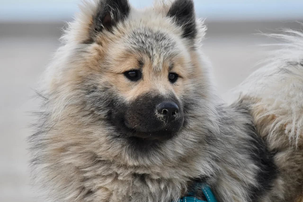 Olaf Stapledon — animal, nature, dog, mammal, raise, canine, pet, eurasier dog olaf, male eurasier, domestic dog, eurasier olaf