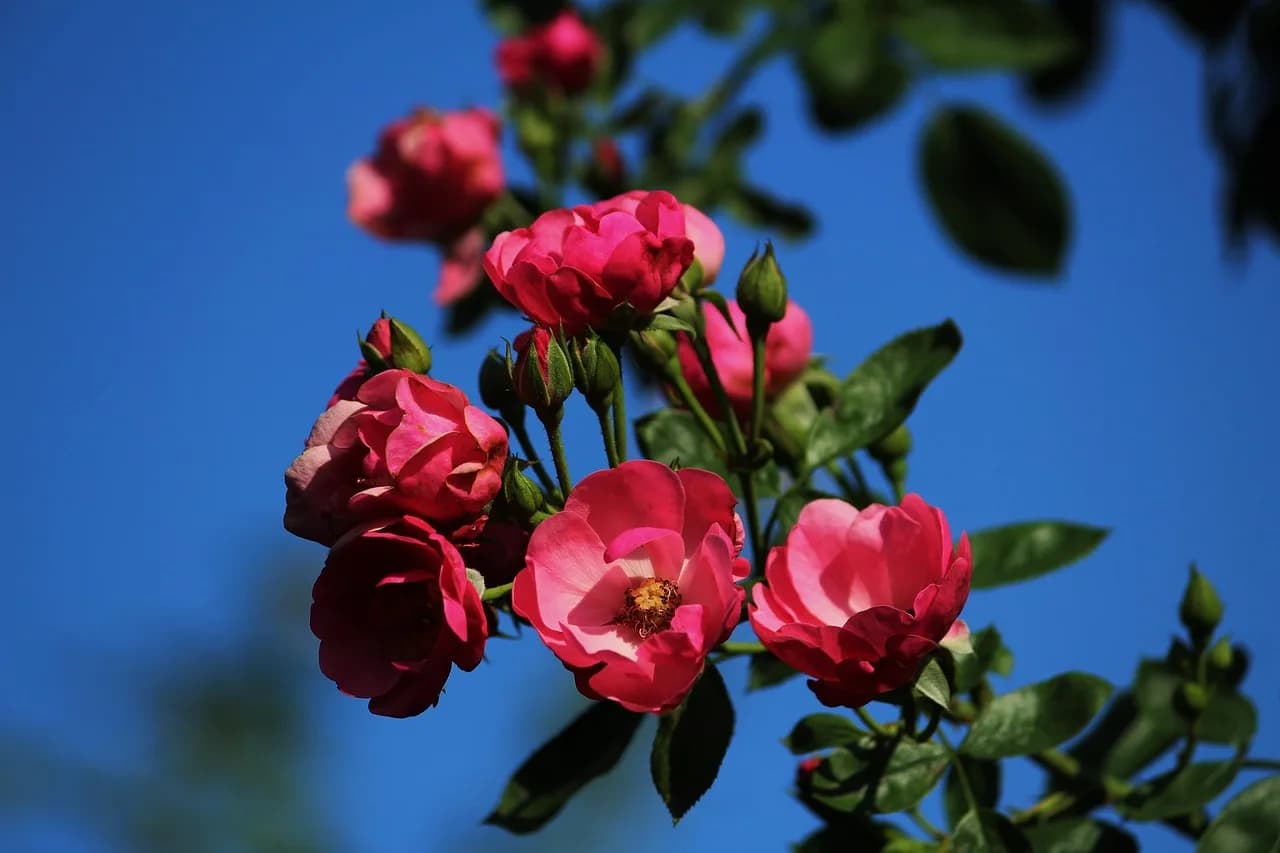 Angela Carter — chinese rose, nature, angela, pink, plant