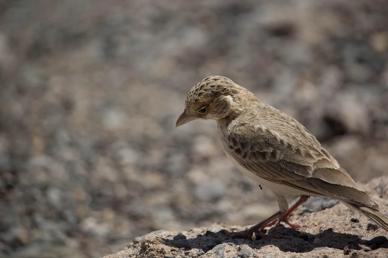 Edmond H. Fischer — fischer sparrow lark, bird, rock, fischer finch lark, passerine bird, animal, wildlife, wilderness, nature