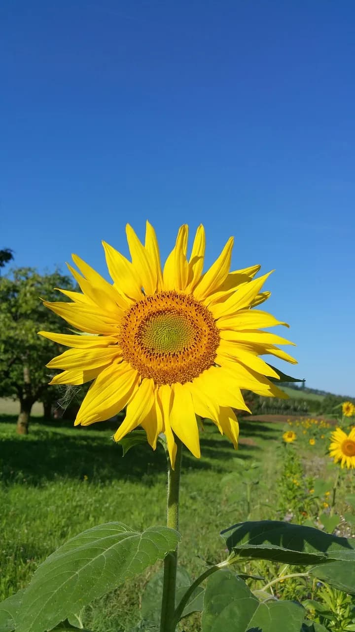 Owen Chamberlain — sunflower, meadow, owen