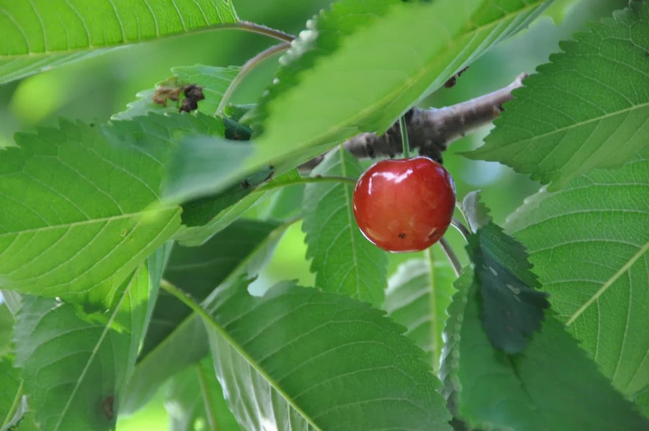 Hiroaki Sato — cherry, sato nishiki, nature, summer