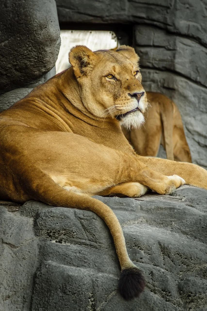 Leo Strauss — panthera leo, lion, lioness, zoo, hagenbeck, big cat, nature, rest, lie, fur, beige