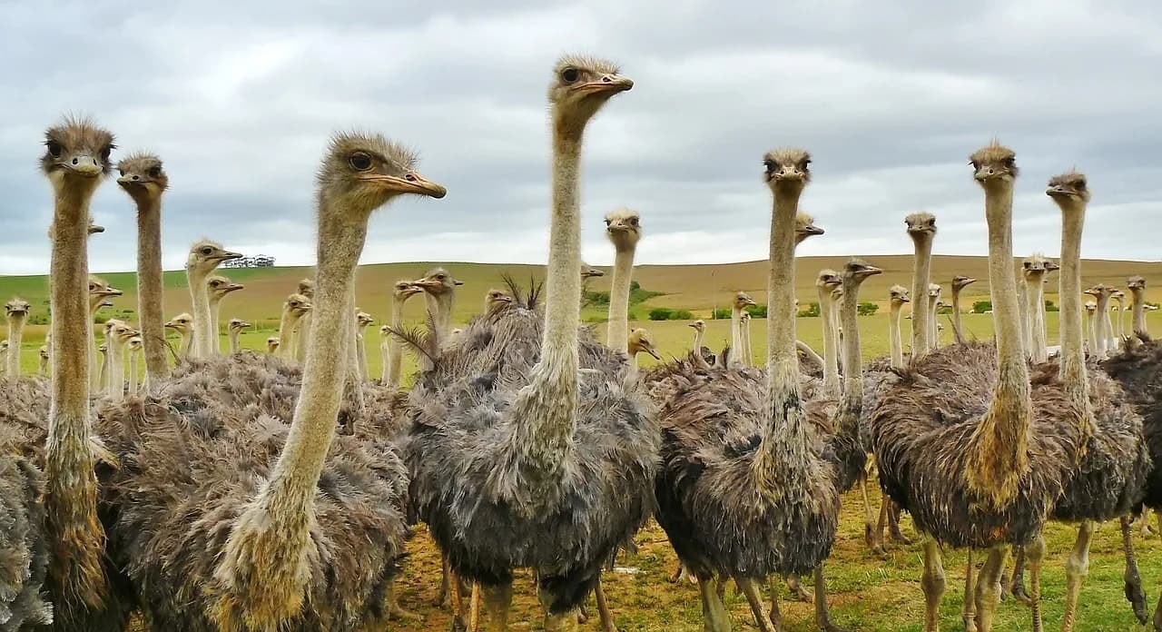 Leo Strauss — bird, animal, nature, strauss, ostrich, ostrich farm, animals, africa, neck, head, south africa, portrait, feathers, travel, beak, eyes, birds, plumage, ostrich, ostrich, ostrich, ostrich, ostrich