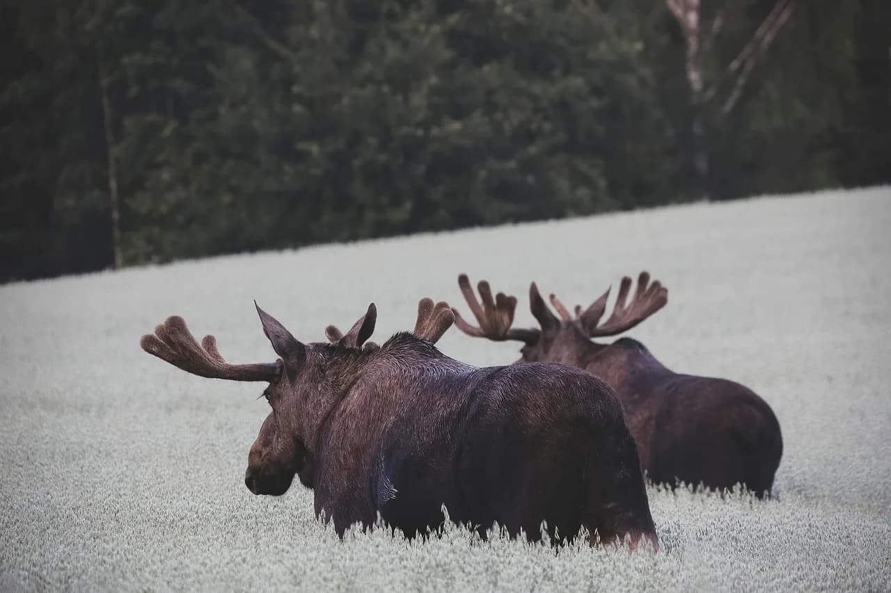 Margaret, Maid of Norway — moose, nature, norway, animal, species, mammal, moose, moose, moose, moose, moose, norway, norway