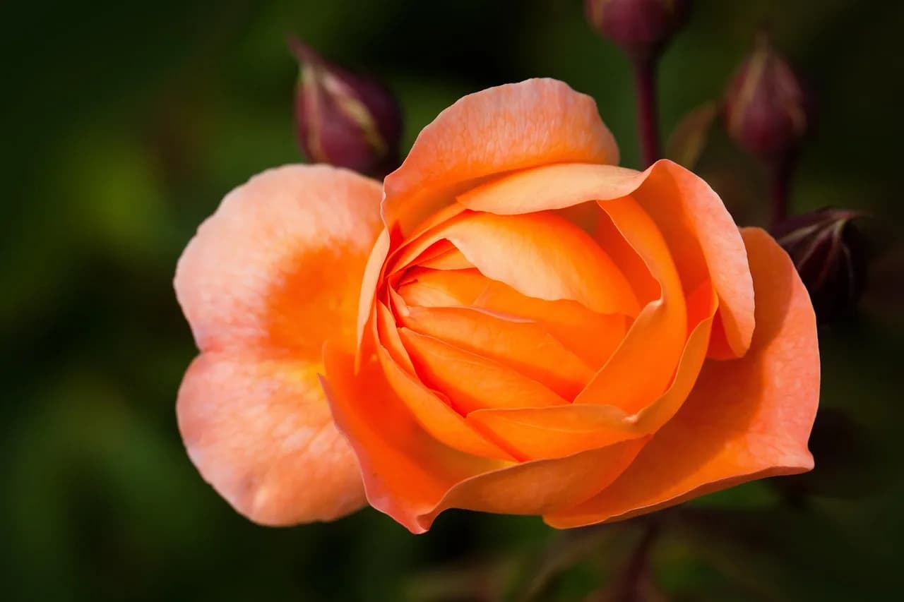 Emma Morano — english shrub rose, flower, plant, flower background, petals, lady emma hamilton rose, orange flower, flower wallpaper, bloom, beautiful flowers, blossom, blooming, flora, nature, garden, beauty, closeup