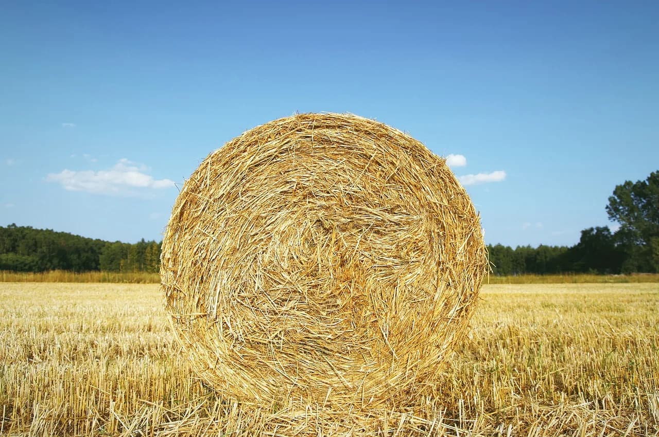 Béla Tarr — straw, bela, agriculture, harvest, nature, field, cereals, summer, landscape, hay, dry, beli, sky, gold